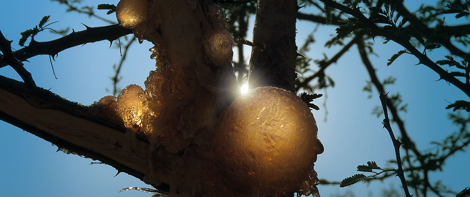 Gum acacia resin globules on acacia branches, backlit by sunlight