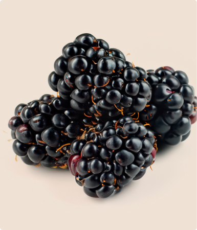 Andean blackberry Rubus glaucus benth growing in the Colombian highlands