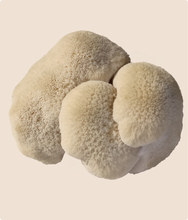 Hericium erinaceus lion's mane mushroom