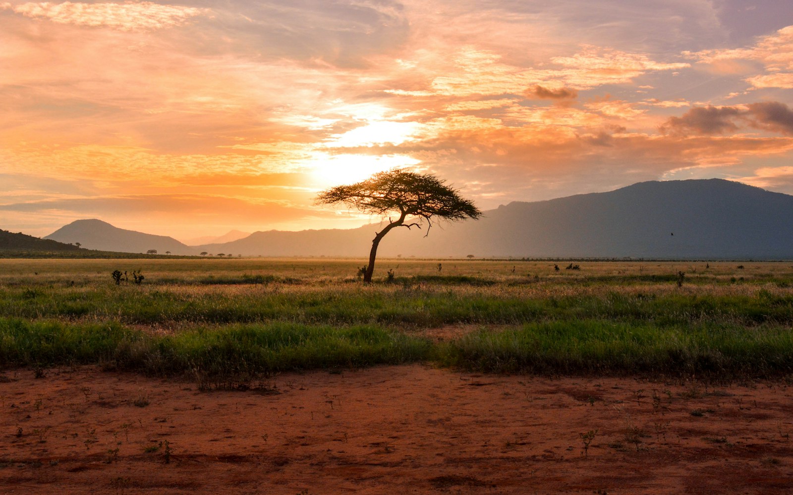 Acacia tree at golden hour