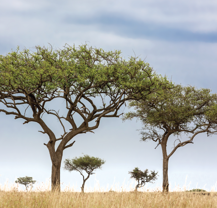 Acacia trees on savanna